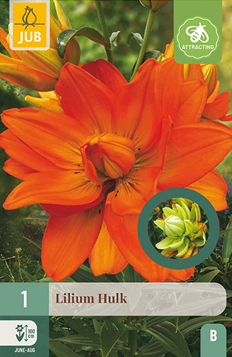 X 1 LILIUM HULK
