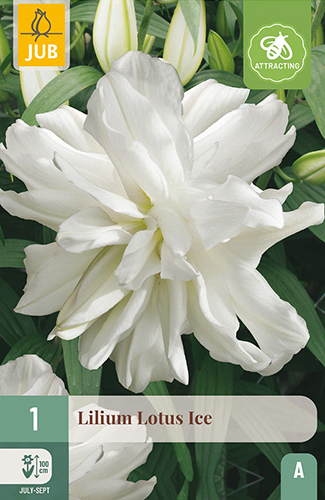 X 1 LILIUM LOTUS ICE