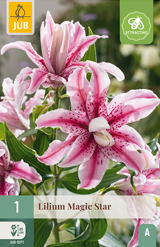 X 1 LILIUM MAGIC STAR