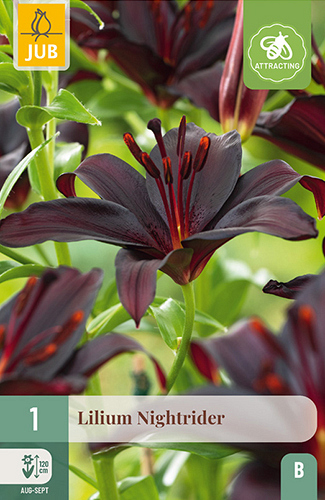 X 1 LILIUM NIGHTRIDER