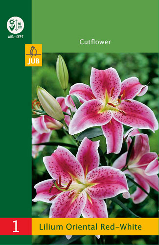X   1 LILIUM ORIENTAL RED - WHITE