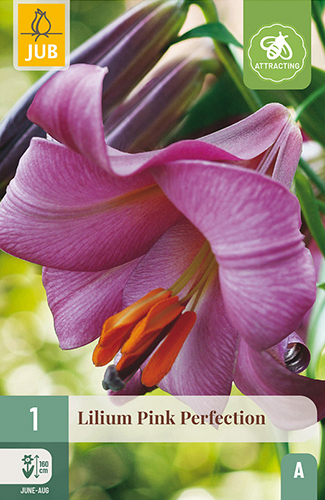 X 1 LILIUM PINK PERFECTION