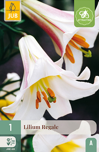 X 1 LILIUM REGALE