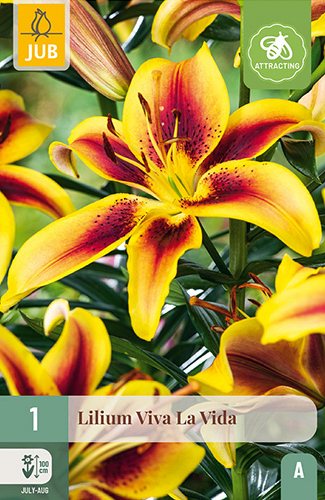 X 1 LILIUM VIVA LA VIDA