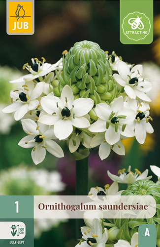 X   1 ORNITHOGALUM SAUNDERSIAE