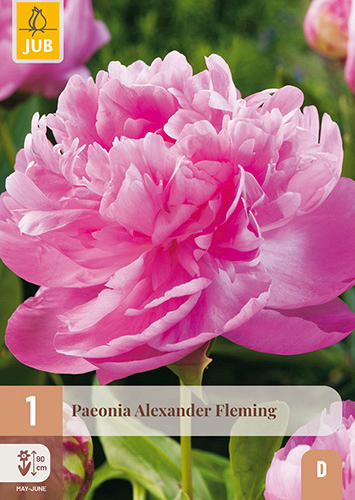 X 1 PAEONIA ALEXANDER FLEMING