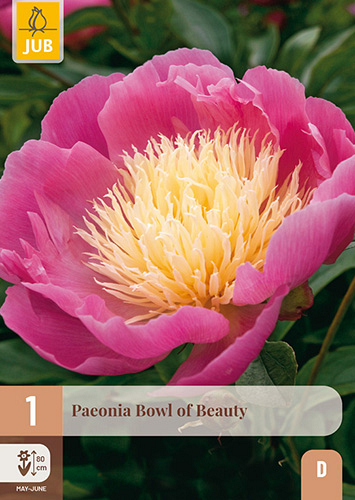 X 1 PAEONIA BOWL OF BEAUTY