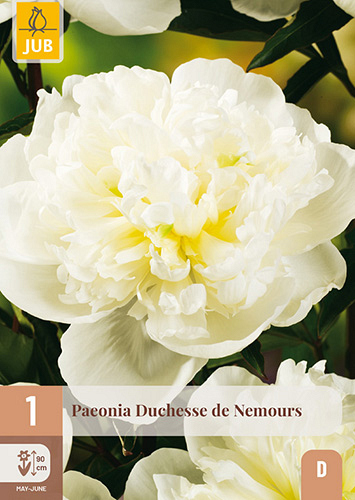 X 1 PAEONIA DUCHESSE DE NEMOURS