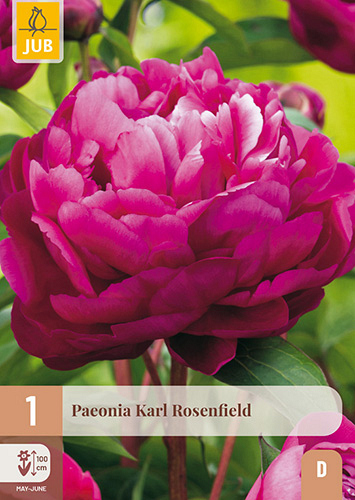 X 1 PAEONIA KARL ROSENFIELD