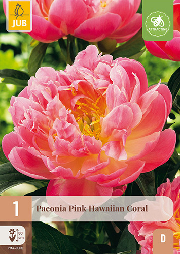 X 1 PAEONIA PINK HAWAIIAN CORAL