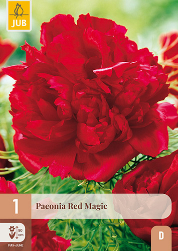 X 1 PAEONIA RED MAGIC