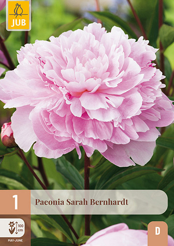 X 1 PAEONIA SARAH BERNHARDT