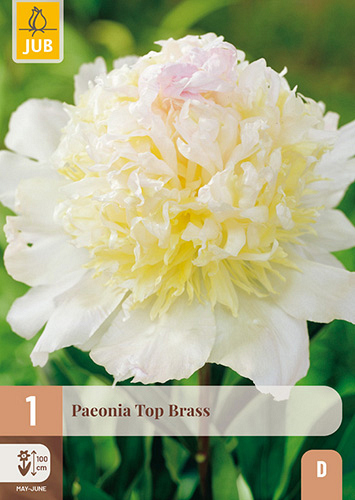 X 1 PAEONIA TOP BRASS