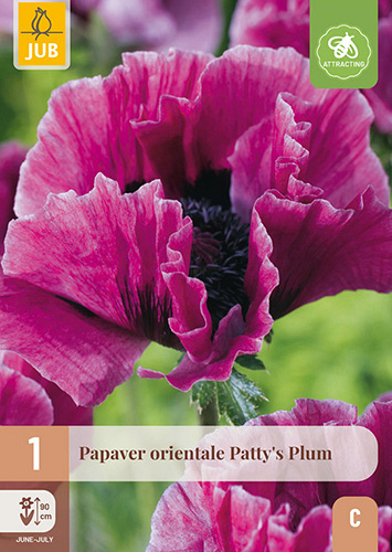 X 1 PAPAVER PATTYS PLUM