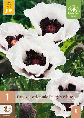 X 1 PAPAVER PERRYS WHITE