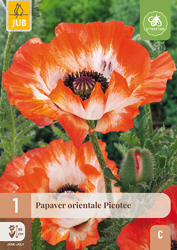 X 1 PAPAVER PICOTEE
