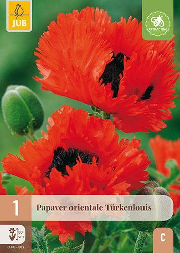 X 1 PAPAVER TURKENLOUIS