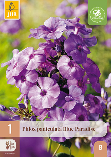 X 1 PHLOX PANICULATA BLUE PARADISE