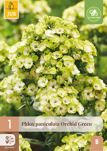 X 1 PHLOX PANICULATA ORCHID GREEN