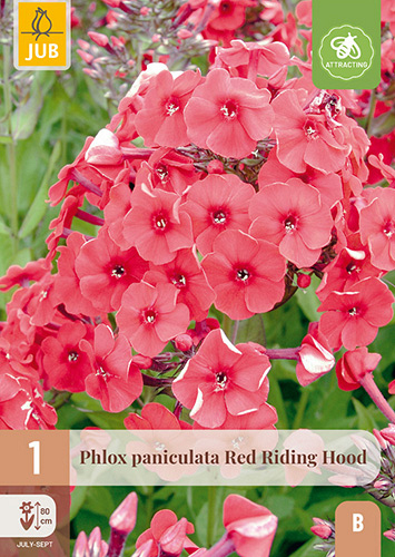 X 1 PHLOX PANICULATA RED RIDING HOOD