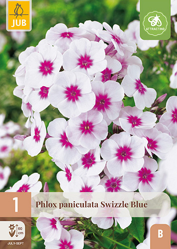 X 1 PHLOX PANICULATA SWIZZLE BLUE