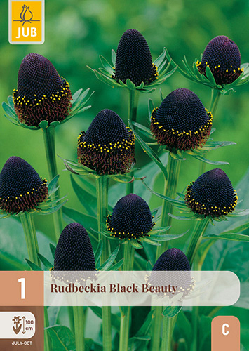 X 1 RUDBECKIA BLACK BEAUTY