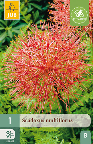 X   1 SCADOXUS MULTIFLORUS