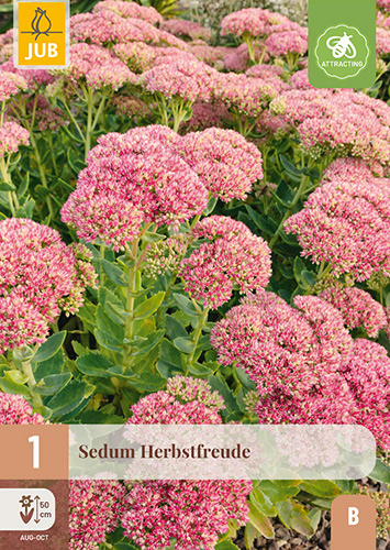 X 1 SEDUM HERBSTFREUDE