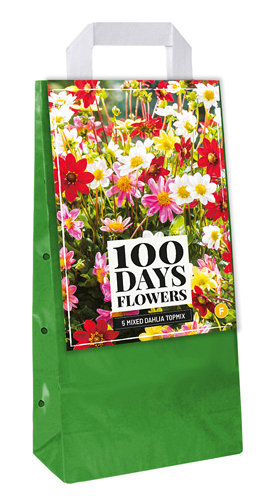 X 1 TAS 5 DAHLIA TOPMIX MIX