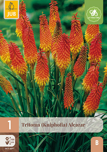 X 1 TRITOMA (KNIPHOFIA) ALCAZAR