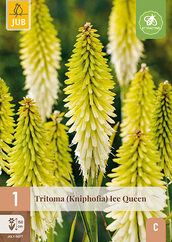 X 1 TRITOMA (KNIPHOFIA) ICE QUEEN