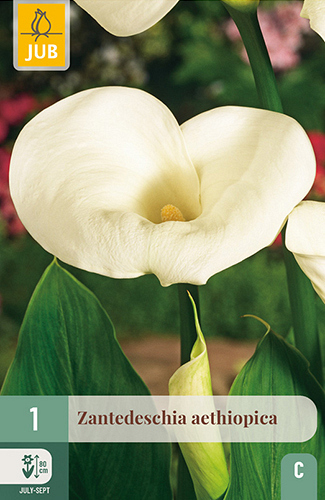 X   1 ZANTEDESCHIA AETHIOPICA