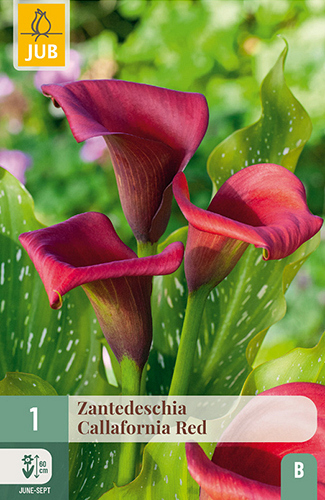 X   1 ZANTEDESCHIA CALLAFORNIA RED