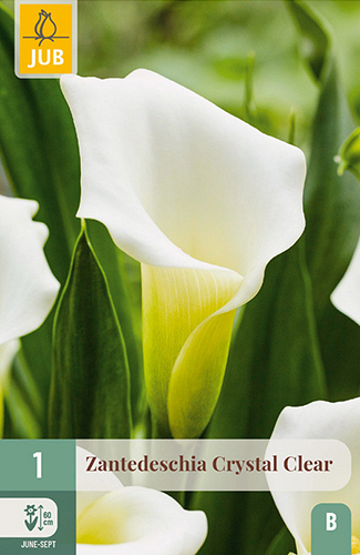 X   1 ZANTEDESCHIA CRYSTAL CLEAR