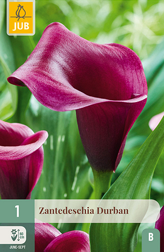X   1 ZANTEDESCHIA DURBAN