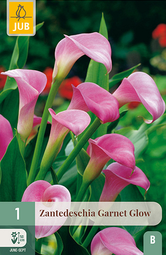 X   1 ZANTEDESCHIA GARNET GLOW