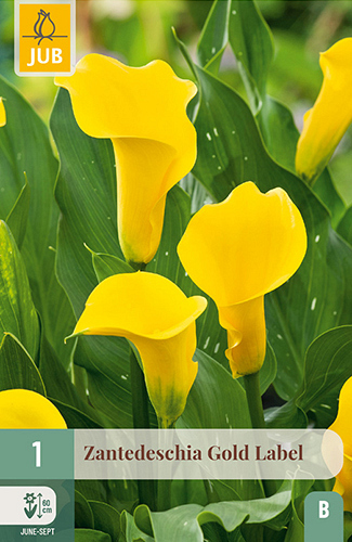 X   1 ZANTEDESCHIA GOLD LABEL