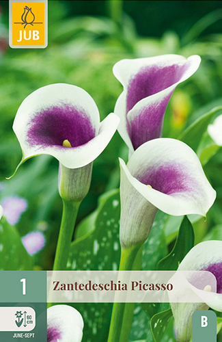 X   1 ZANTEDESCHIA PICASSO