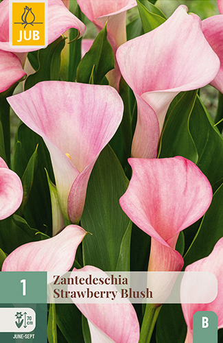 X   1 ZANTEDESCHIA STRAWBERRY BLUSH