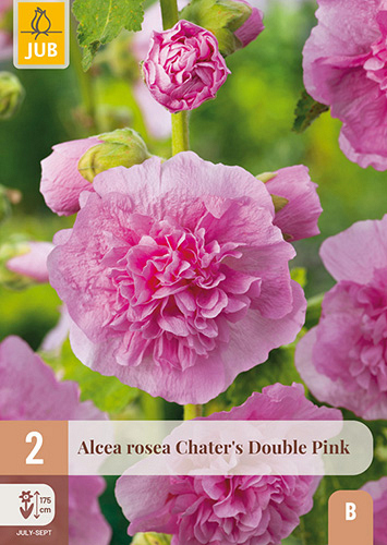 X 2 ALCEA ROSEA CHATERS DOUBLE PINK