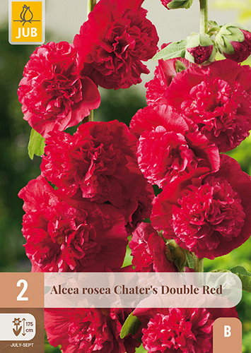 X 2 ALCEA ROSEA CHATERS DOUBLE RED