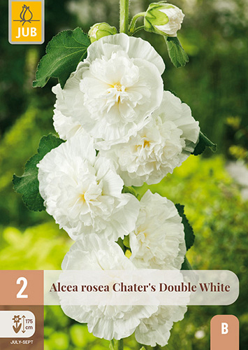 X 2 ALCEA ROSEA CHATERS DOUBLE WHITE