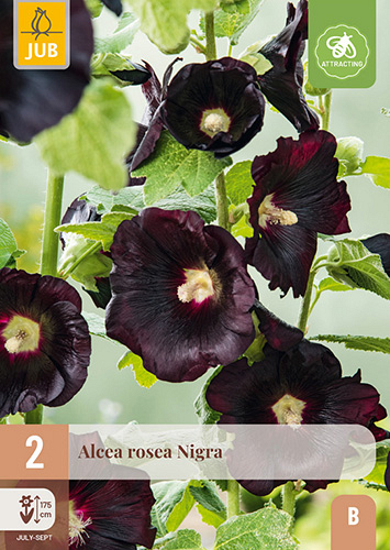X 2 ALCEA ROSEA NIGRA