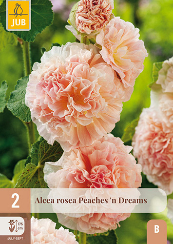 X 2 ALCEA ROSEA PEACHES 'N DREAMS
