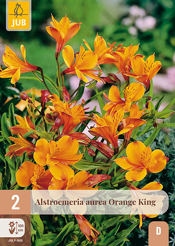 X 2 ALSTROEMERIA AUREA ORANGE KING