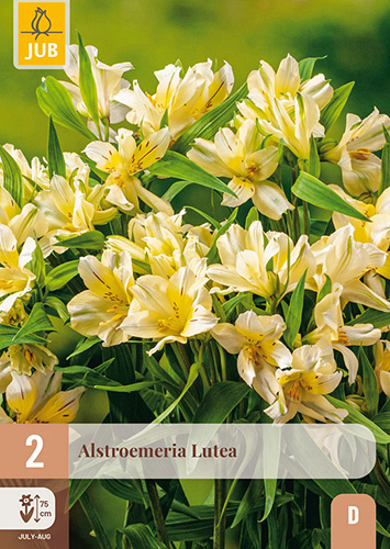 X 2 ALSTROEMERIA LUTEA