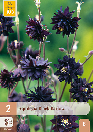 X 2 AQUILEGIA BLACK BARLOW