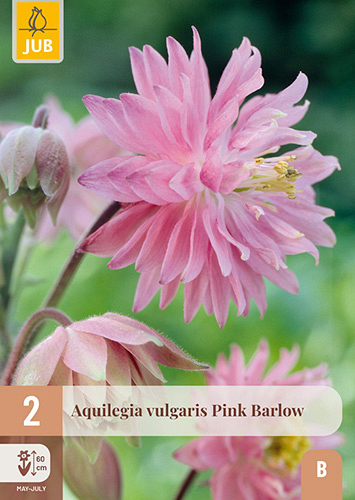 X 2 AQUILEGIA PINK BARLOW