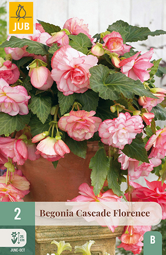 X 2 BEGONIA CASCADE FLORENCE