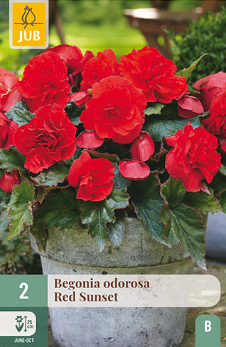 X 2 BEGONIA CASCADE ODOROSA RED SUNSET